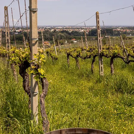 Castello Di Ribano Le Dimore * 사이비그나노수르루비코니